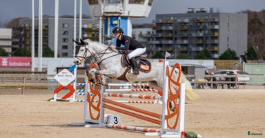  hästar i Kungsbacka - Annons 15