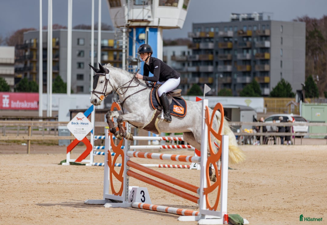 Allround hästar till salu: Topponny till salu! i Kungsbacka - Annons 2