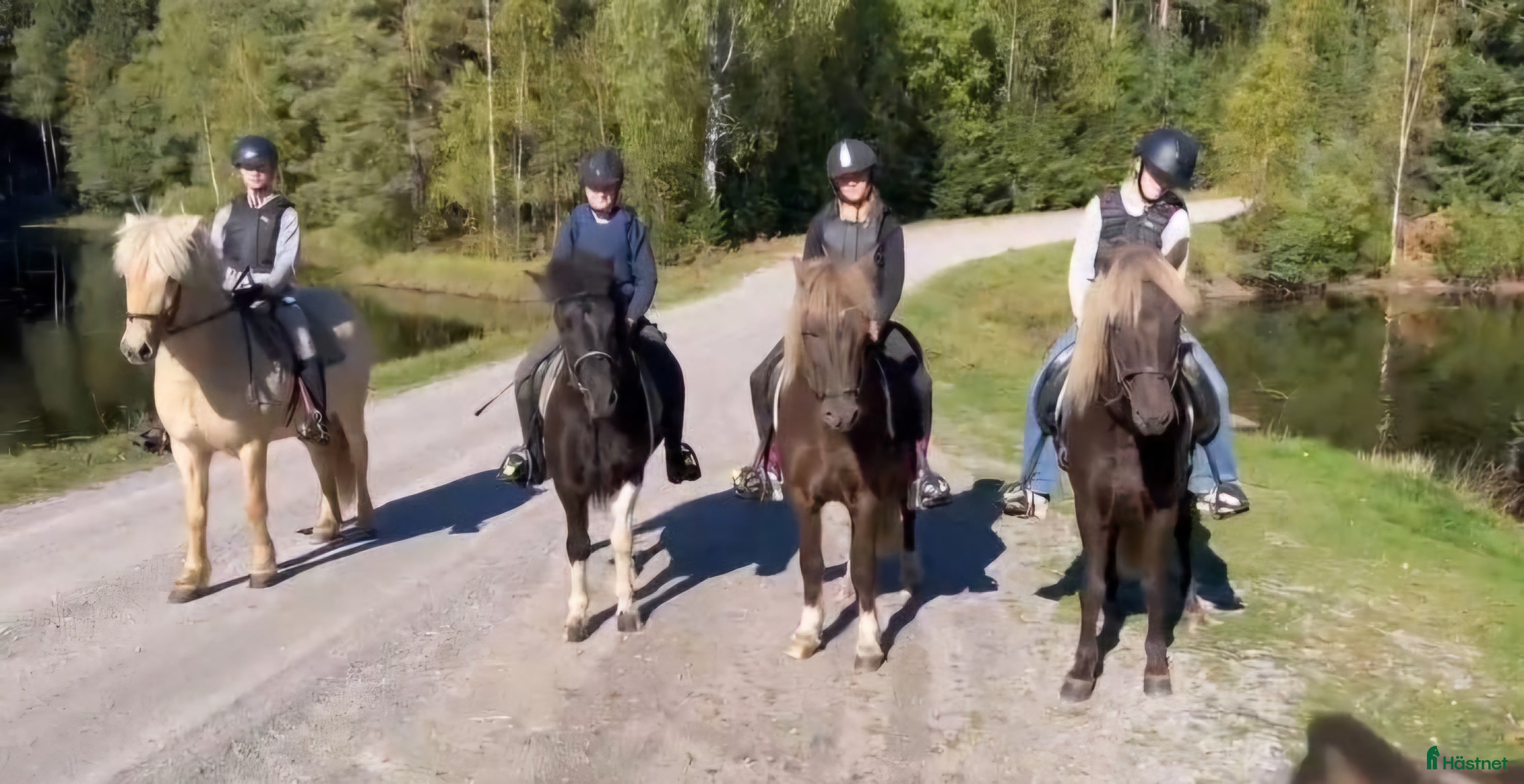  hästar Islandshästar från 2-20år  i Pålsboda - Annons 3