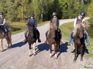 hästar Islandshästar från 2-20år i Pålsboda - Annons 3