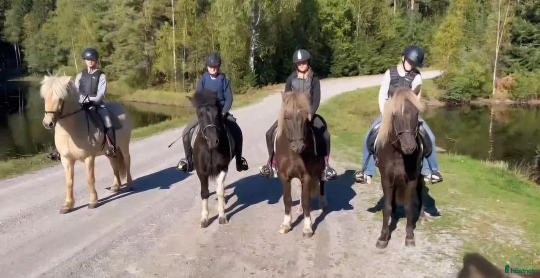 Island hästar till salu: Islandshästar från 2-20år  i Pålsboda - Annons 1