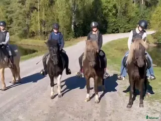 hästar Islandshästar från 2-20år i Pålsboda - Annons 9