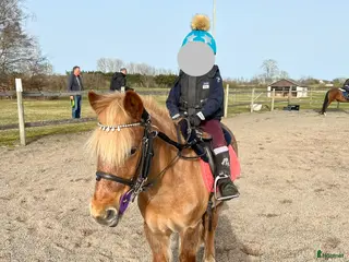 hästar Underbar barnponny - Annons 19