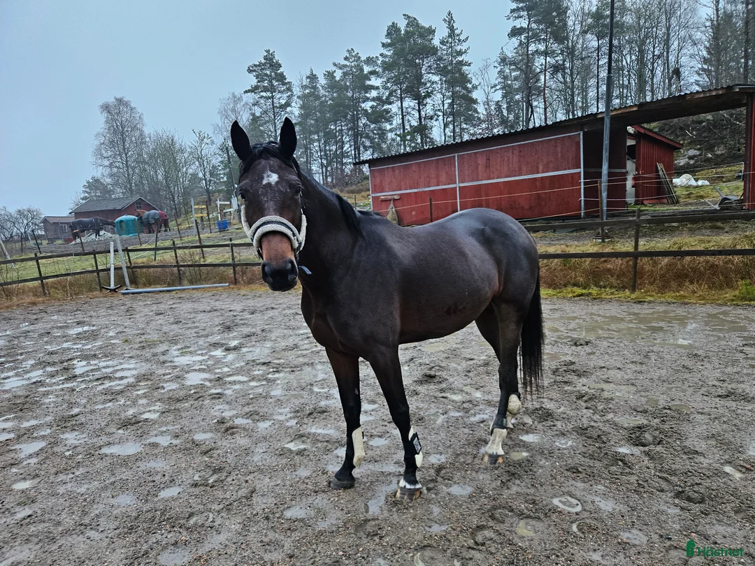 Allround hästar till salu: Grön häst  - Annons 3