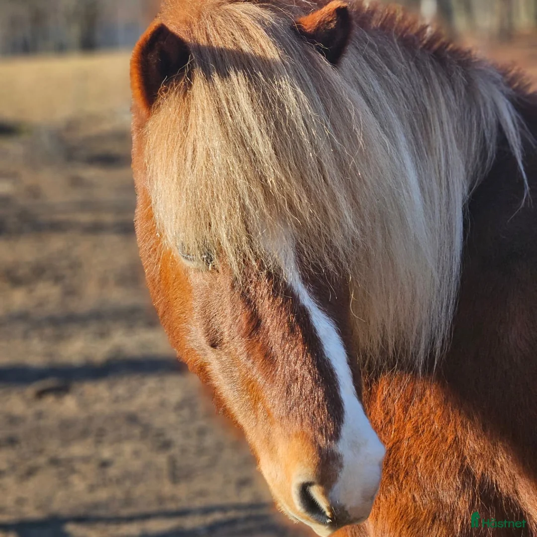 Island hästar till salu: Härlig mysfarbror i Höör - Annons 2