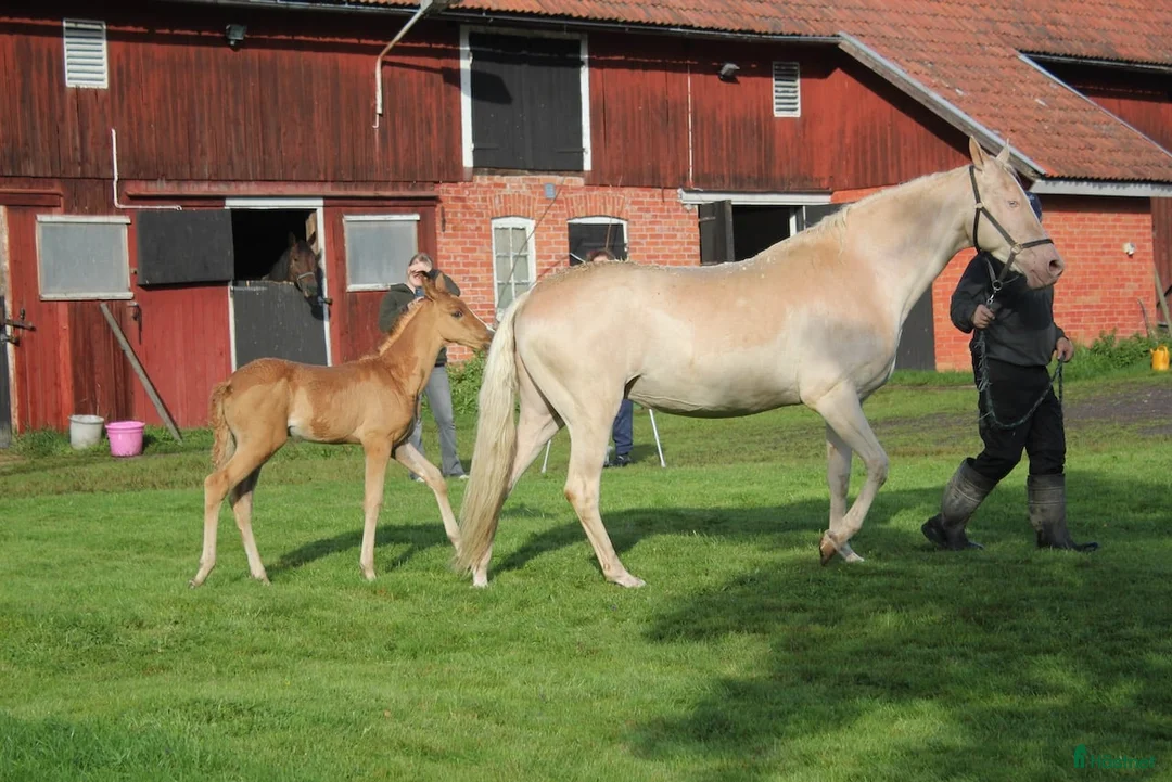 Sällskap hästar till salu: Akhal teke sto - Annons 2