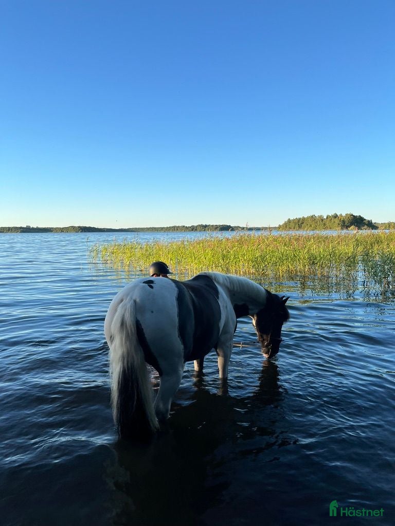  foderhäst Träning/tävlingskompis sökes att ha på foder - Annons 2