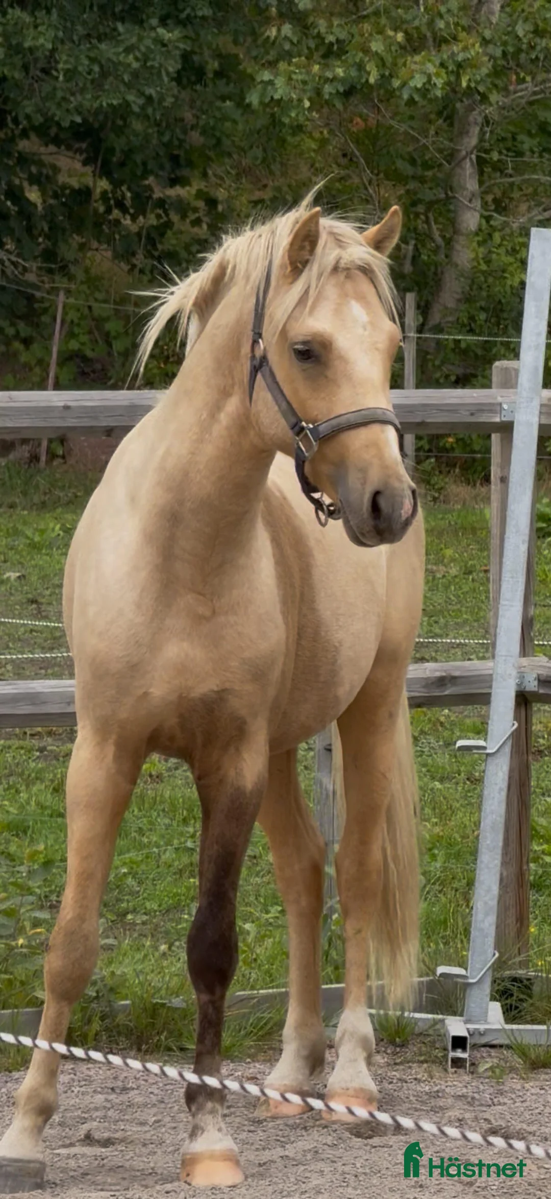 Allround hästar till salu: Ponny för championaten - Annons 3
