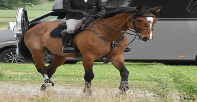  hästar i Ljungby - Annons 9