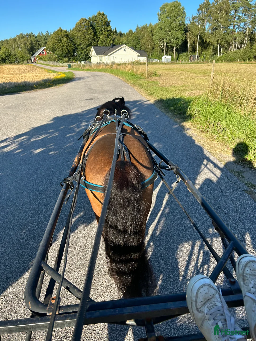  medryttarhäst finnes: Vi söker medryttare till vår A-ponny! - Annons 9
