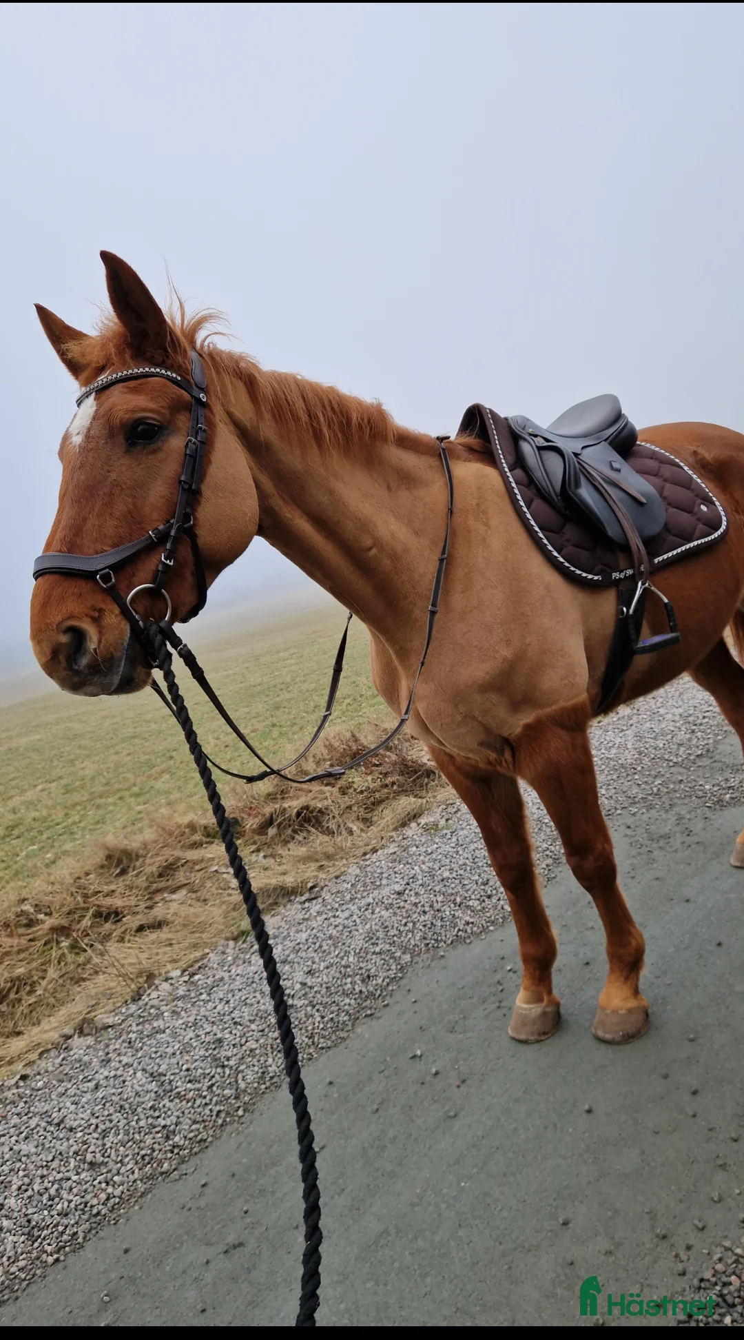 Allround hästar till salu: Igångsättning, avel, ee. Cardento - Annons 1