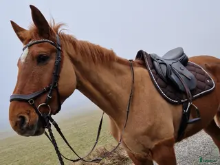 hästar Igångsättning, avel, ee. Cardento - Annons 15