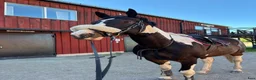 Allround hästar till salu: Trevlig valack - Annons 2