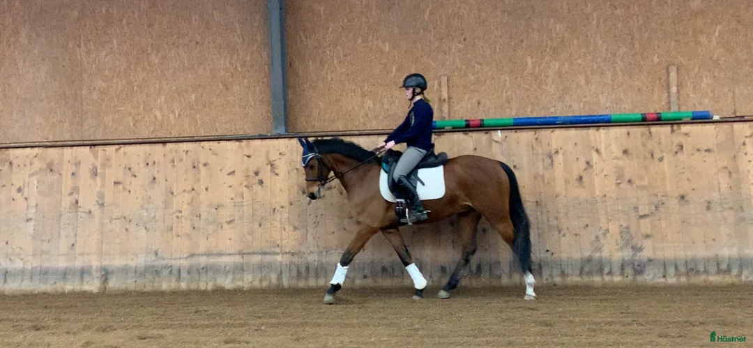 Allround hästar till salu: ⭐️ Lovande allroundponny ⭐️ (nu annons med filmer) i Össjö - Annons 2