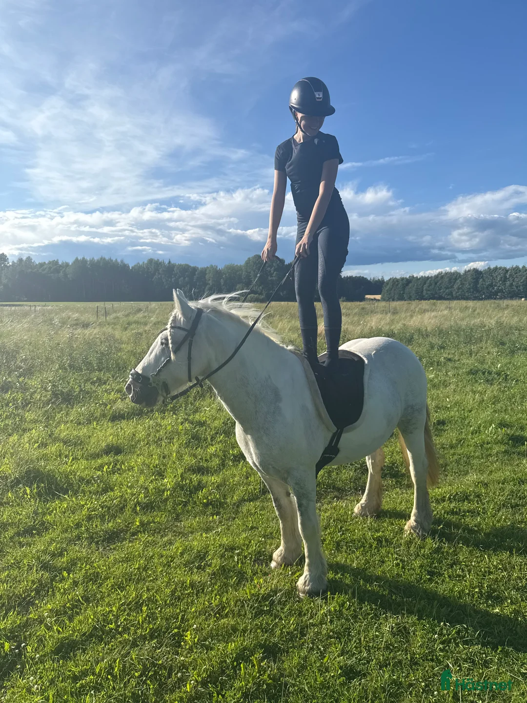 Allround hästar till salu: En bästa kompis med glimten i ögat  i Gävle - Annons 2