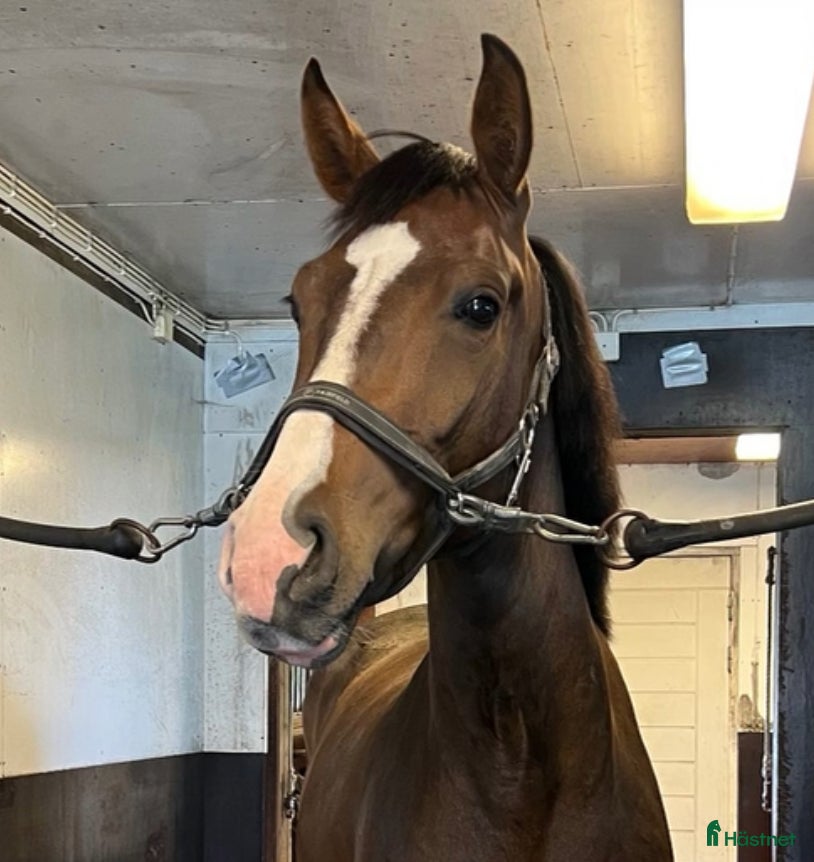  hästar Årets julklapp - Den perfekta allroundhästen i Tingstäde - Annons 12