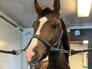 hästar Årets julklapp - Den perfekta allroundhästen i Tingstäde - Annons 1