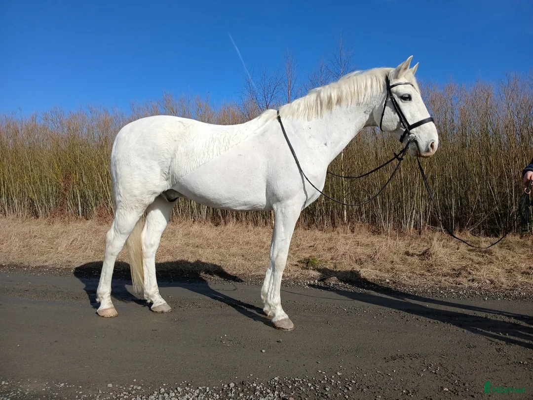 Allround hästar till salu: En bästa vän - Annons 2