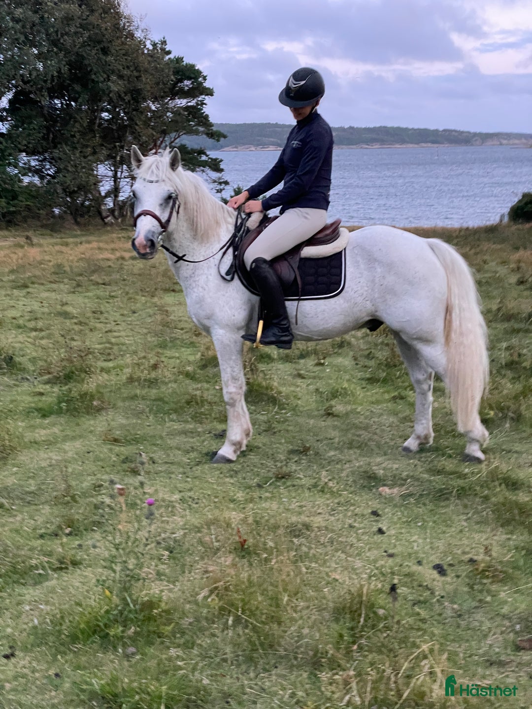 Allround hästar till salu: Härlig allroundponny  i Solna - Annons 8