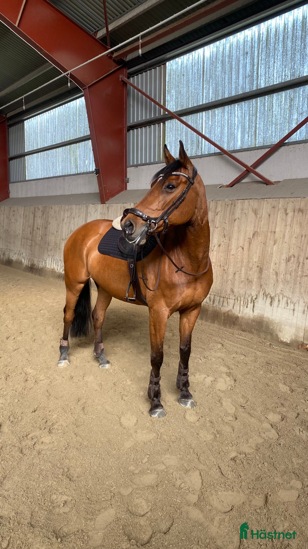 Allround hästar till salu: Fantastiskt sött sto i Tomelilla - Annons 1