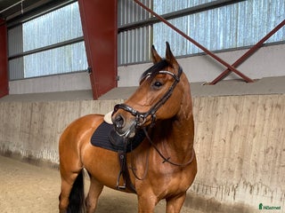 hästar Fantastiskt sött sto i Tomelilla - Annons 10