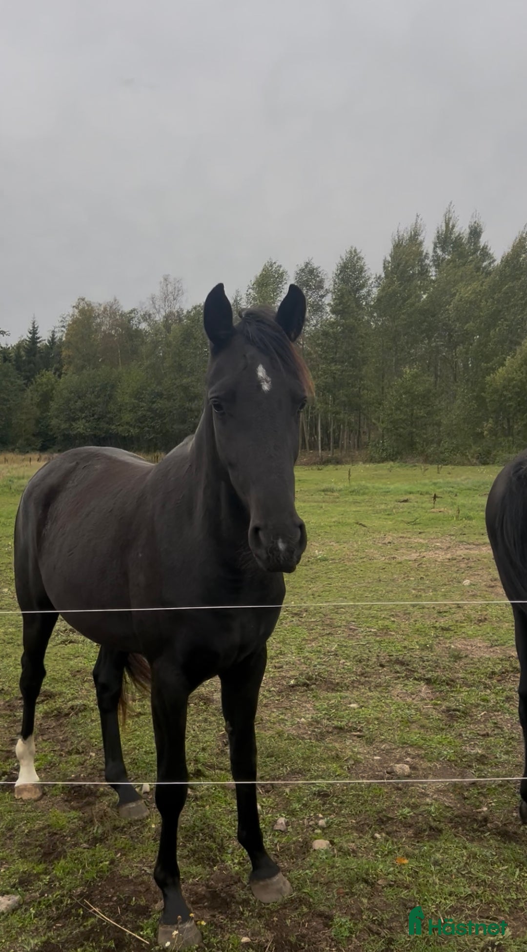 Dressyr hästar till salu: Snyggt, feminint sto e BH St Schufro  i Fågelmara - Annons 5