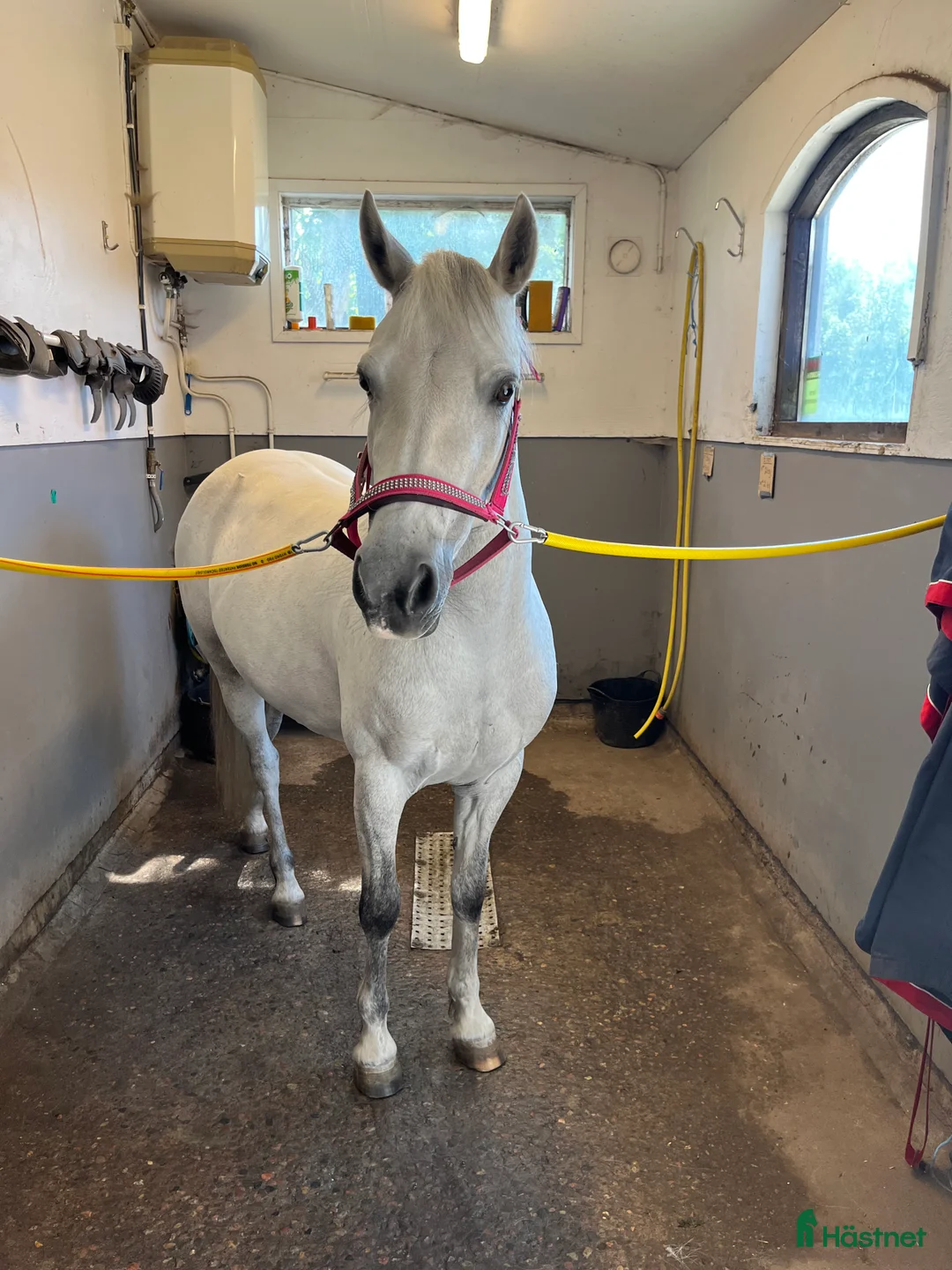 Allround hästar till salu: Världens bästa b-ponny - Annons 3