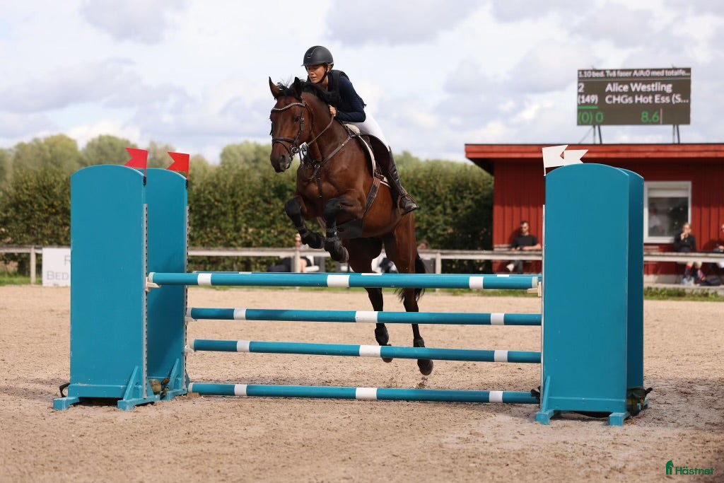 Hoppning hästar till salu: SWB- valack med hjärta av guld i Våxtorp - Annons 1