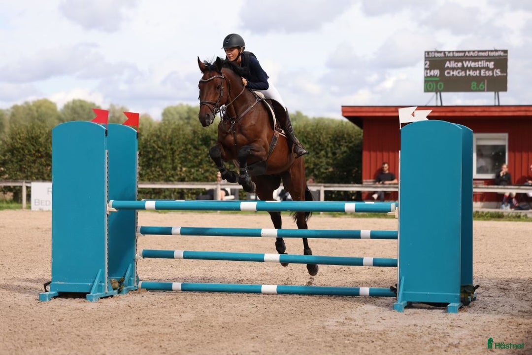 Hoppning hästar till salu: SWB- valack med hjärta av guld i Våxtorp - Annons 1