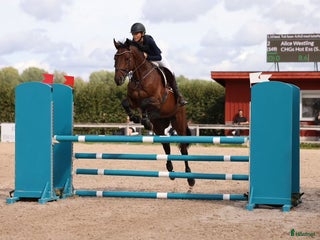 hästar SWB- valack med hjärta av guld i Våxtorp - Annons 3