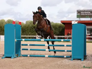 hästar SWB- valack med hjärta av guld i Våxtorp - Annons 12