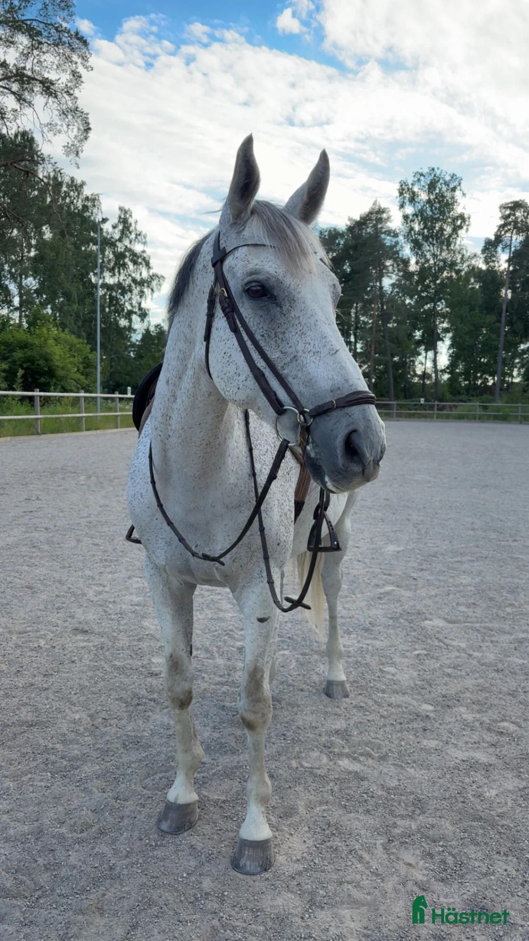  foderhäst finnes: Delfodervärd till rehabprojekt i Köping - Annons 1