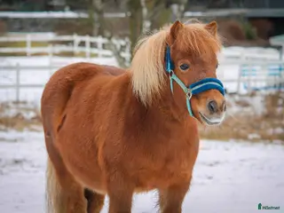 hästar Charmigt Shetlandssto - Annons 15