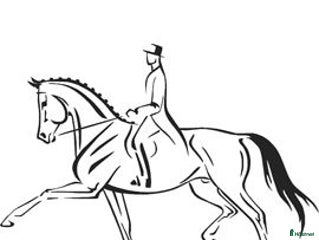 foderhäst Söker satsande ponnyryttare i Ydre - Annons 5