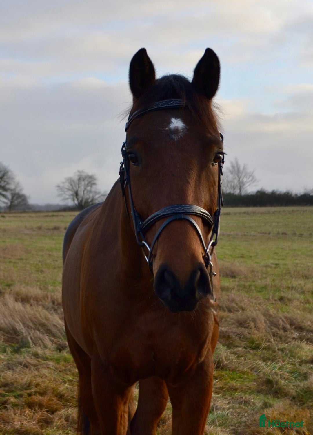 Allround hästar till salu: VÄRLDENS SNÄLLASTE UNGHÄST  i Ekeby - Annons 1
