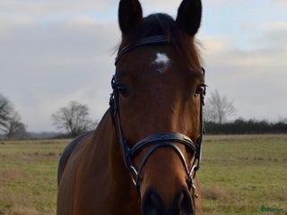 Allround hästar till salu: VÄRLDENS SNÄLLASTE UNGHÄST i Ekeby - Annons 2