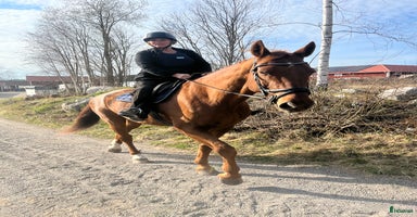  hästar i Gävle - Annons 14