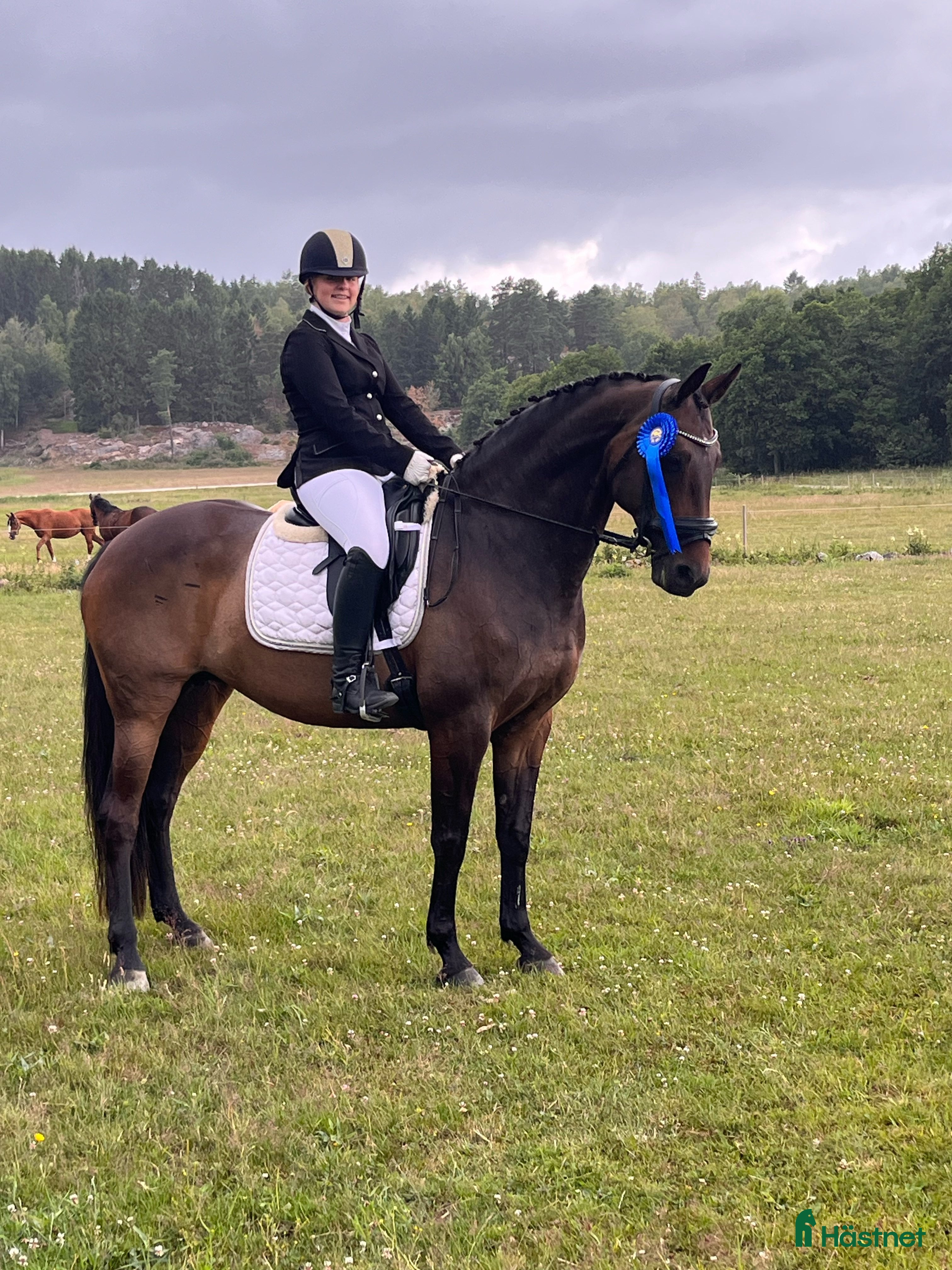  hästar Fint sto med utstrålning  i Lerum - Annons 20