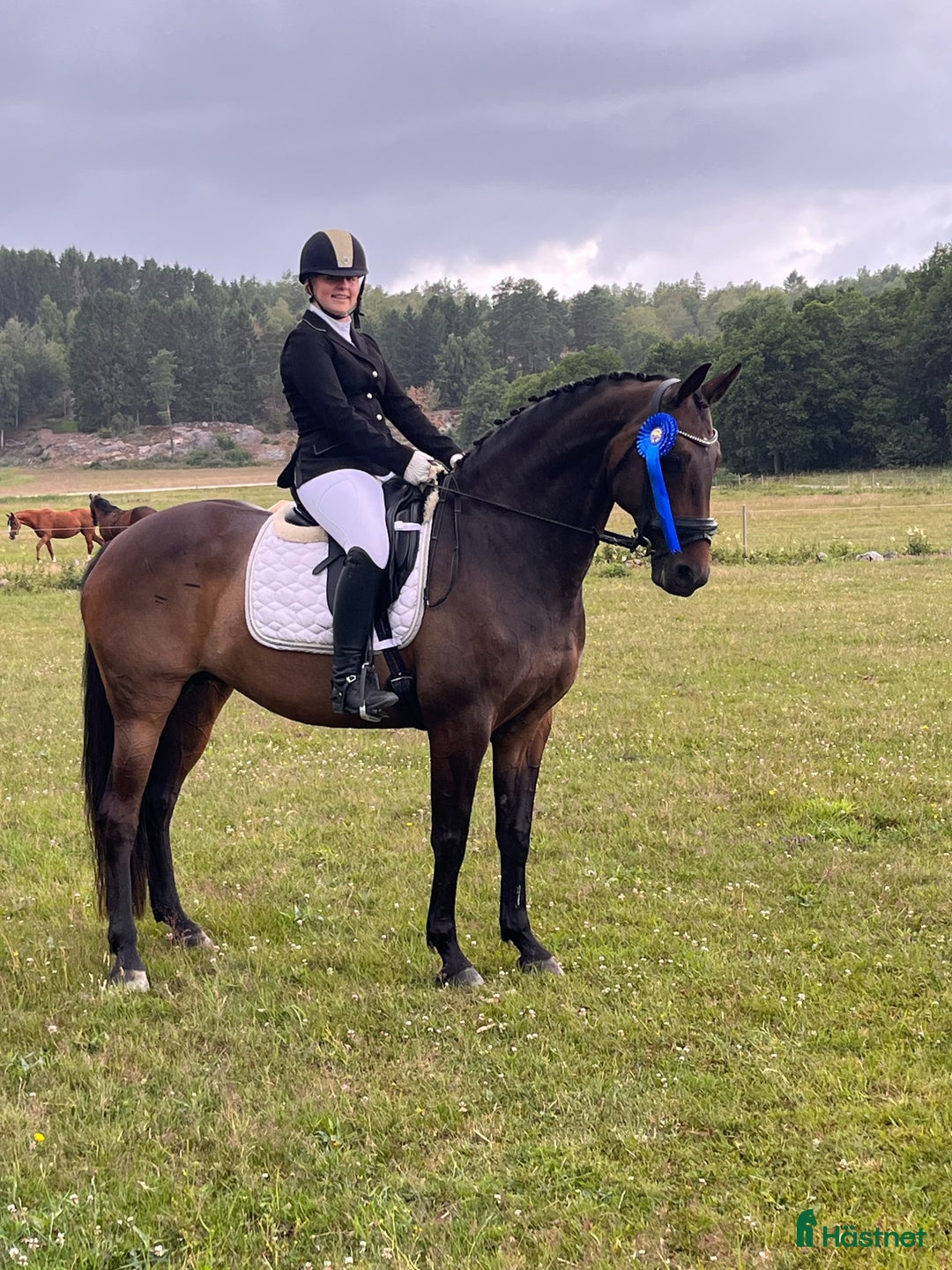 Allround hästar till salu: Fint sto med utstrålning  i Lerum - Annons 1