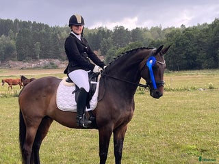 hästar Fint sto med utstrålning i Lerum - Annons 12