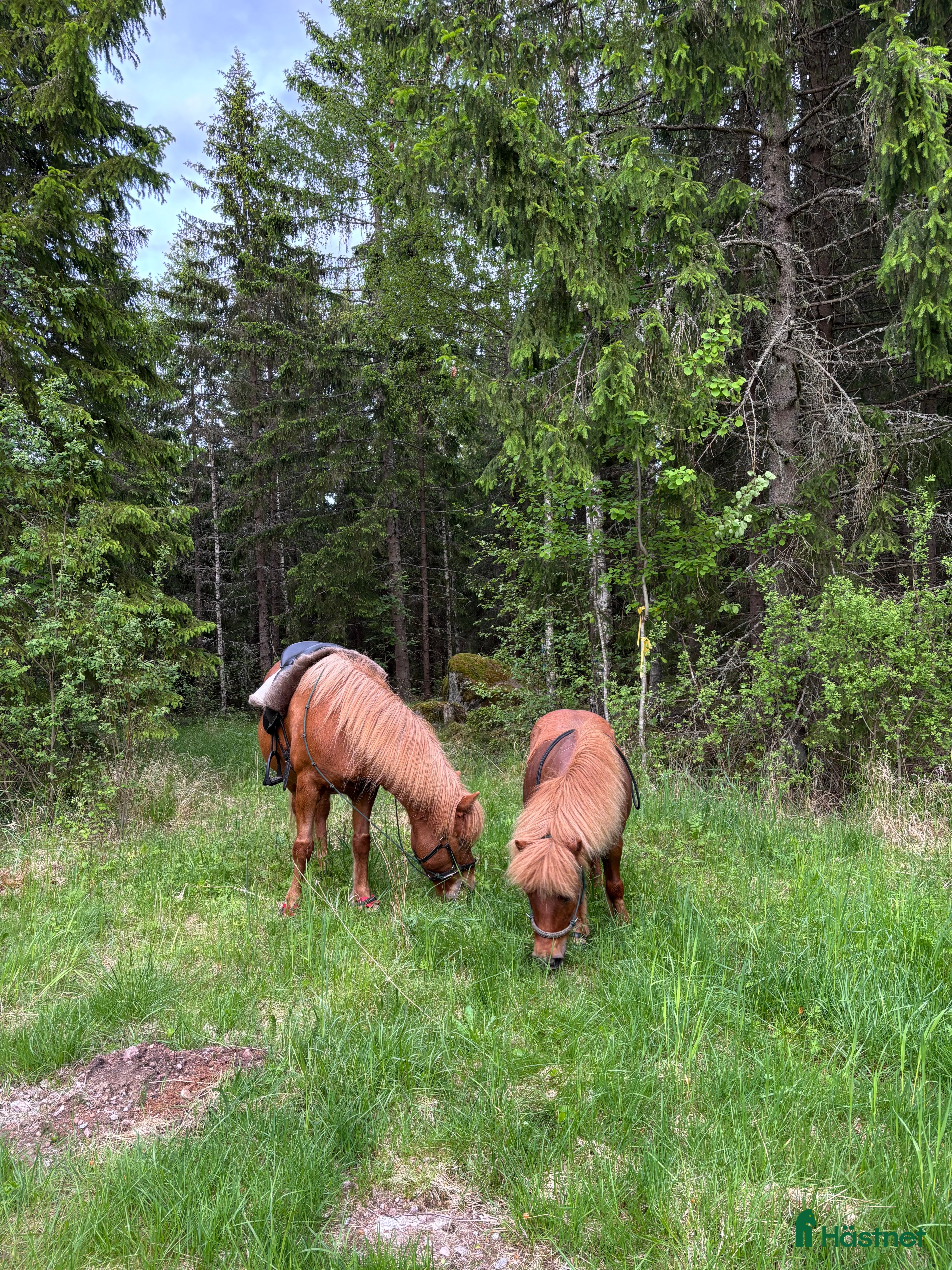  foderhäst Shettis och islandshäst lånas ut till rätt hem!  - Annons 12