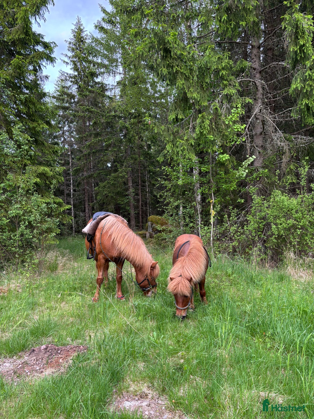  foderhäst finnes: Shettis och islandshäst lånas ut till rätt hem!  i Kristinehamn - Annons 1