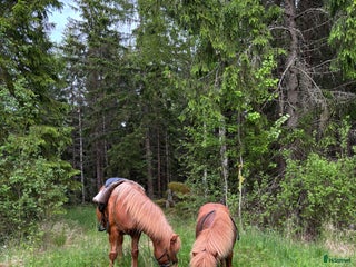 foderhäst Shettis och islandshäst lånas ut till rätt hem! i Kristinehamn - Annons 13