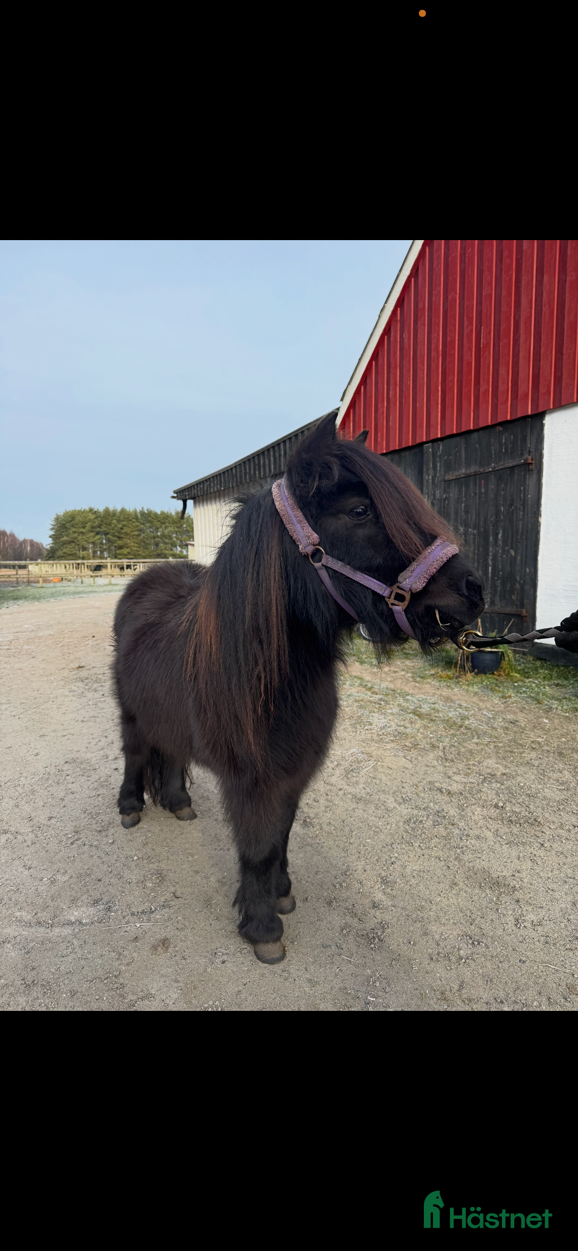  hästar Ponnytravare med toppstam - Annons 19