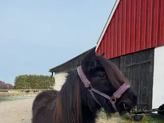 hästar Ponnytravare med toppstam - Annons 19