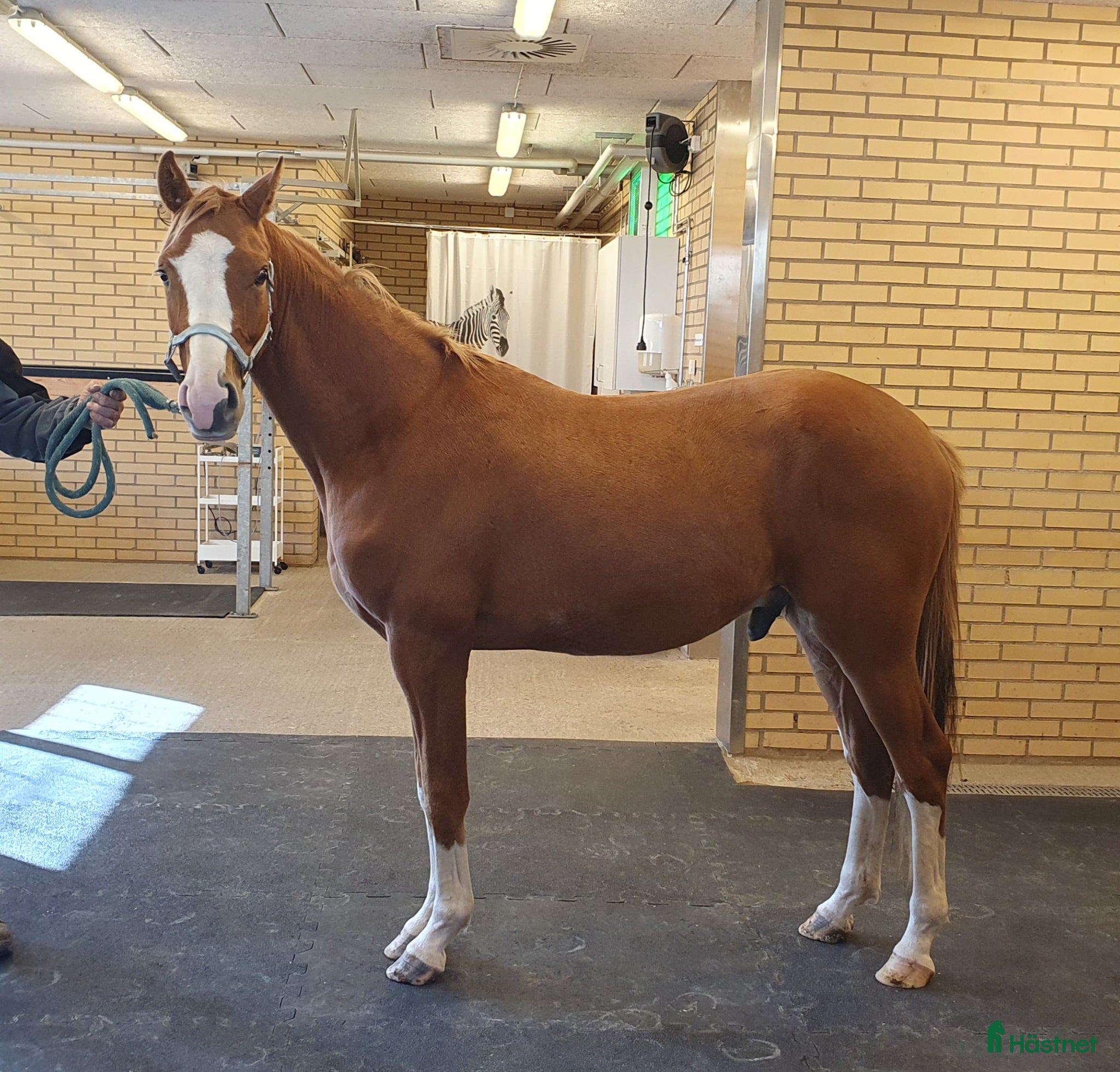  hästar  Treåringar för hopp & fälttävlan - Annons 3