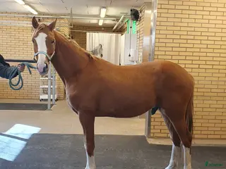 hästar Treåringar för hopp & fälttävlan - Annons 12