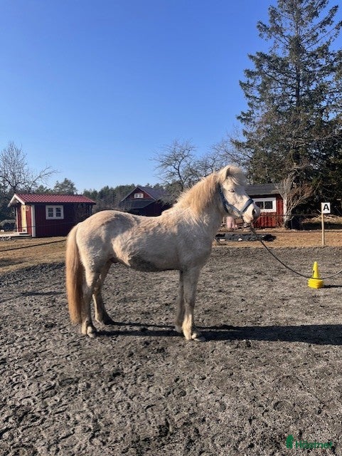  hästar Mycket lovande unghingst - Annons 7