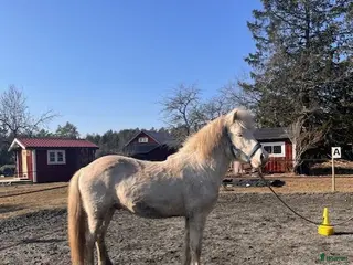 hästar Mycket lovande unghingst - Annons 7