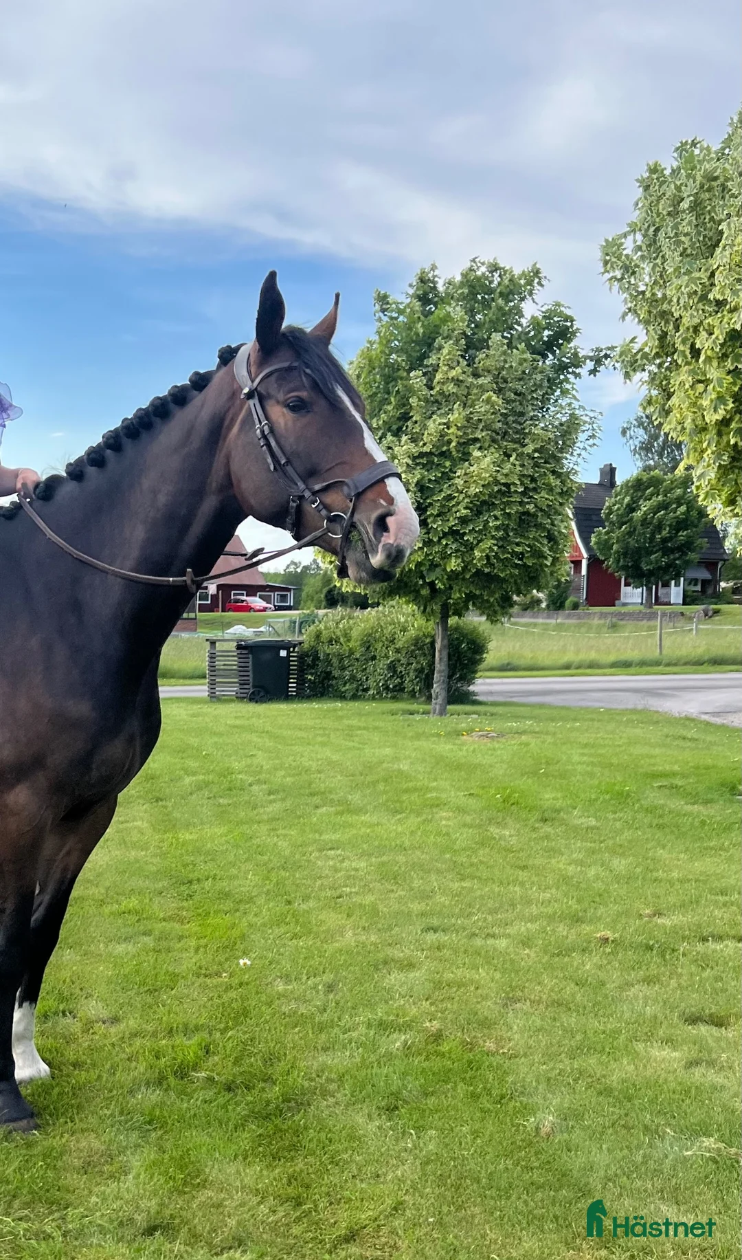 Allround hästar till salu: 5årigt sto  - Annons 3